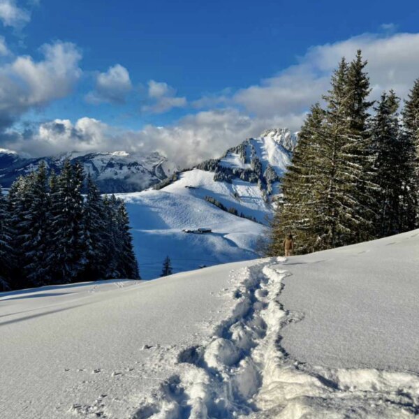 SS Weg Patricia Spring 1